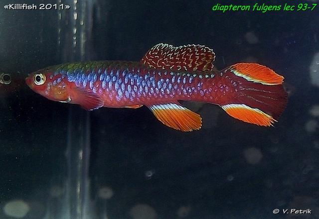 Diapteron fulgens LEC 93-7