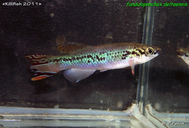 Fundulopanchax deltaensis