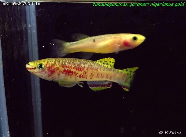 Fundulopanchax gardneri nigerianus gold