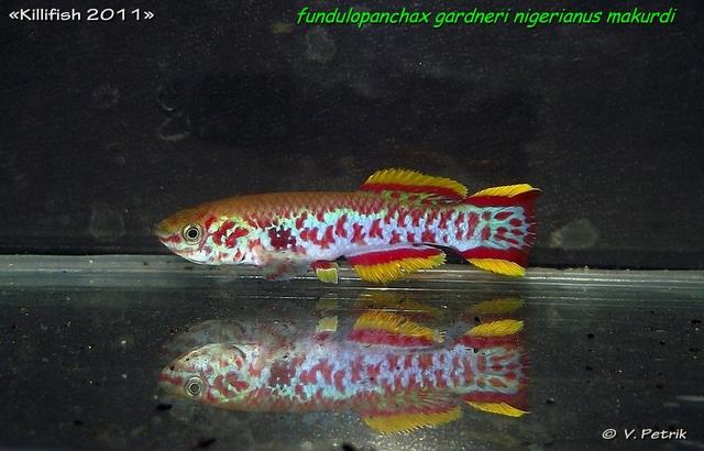 Fundulopanchax gardneri nigerianus Makurdi    