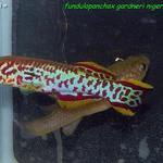 Fundulopanchax gardneri nigerianus Makurdi  