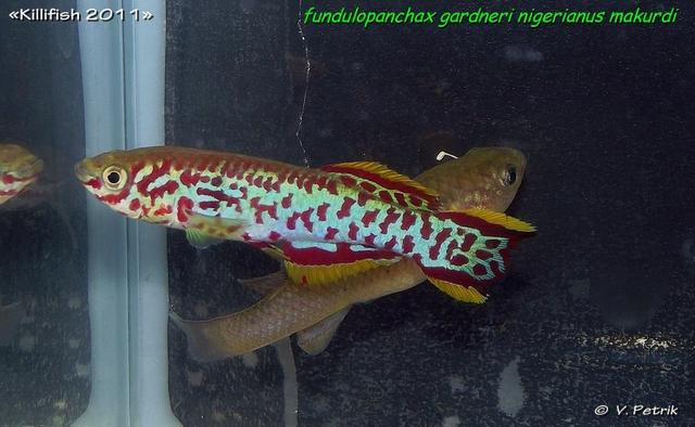 Fundulopanchax gardneri nigerianus Makurdi  