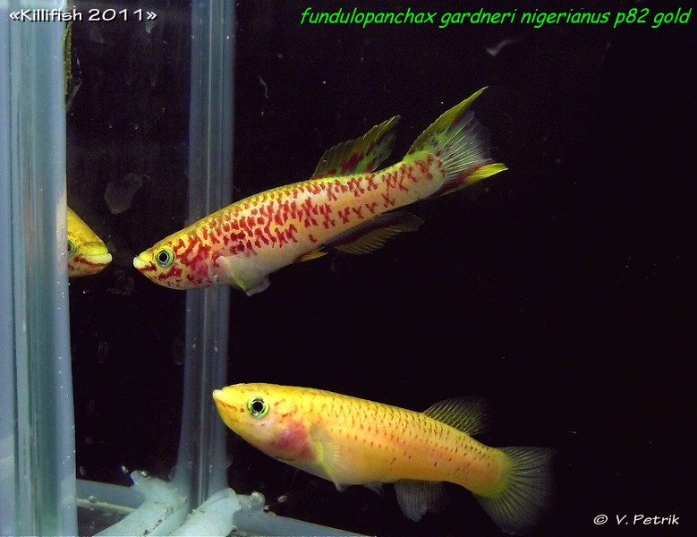 Fundulopanchax gardneri nigerianus P82 gold