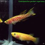 Fundulopanchax gardneri nigerianus P82 gold