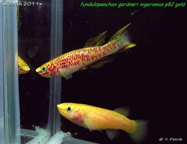 Fundulopanchax gardneri nigerianus P82 gold