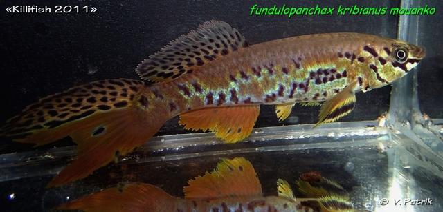 Fundulopanchax kribianus Mouanko 