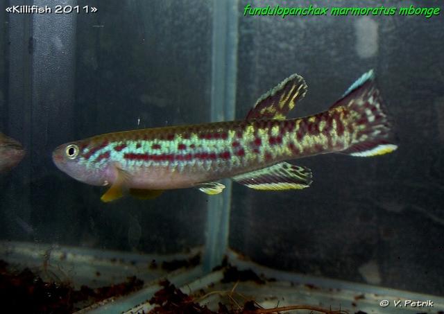 Fundulopanchax marmoratus Mbonge