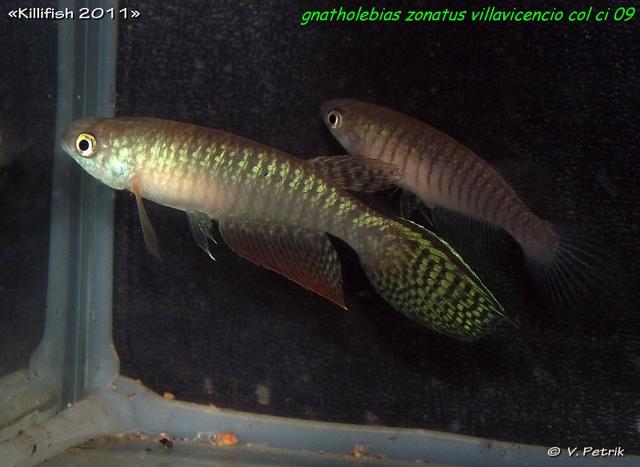 Gnatholebias zonatus Villavicencio COL CI 09