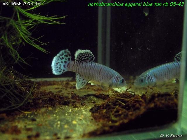 Nothobranchius eggersi blue TAN RB 05-43 