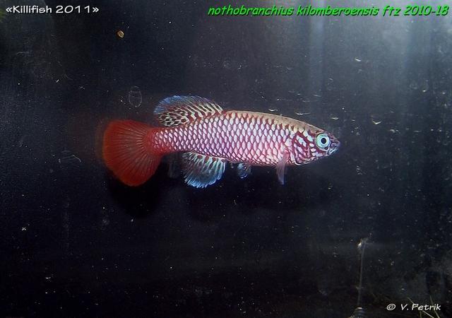 Nothobranchius kilomberoensis FTZ 2010-18