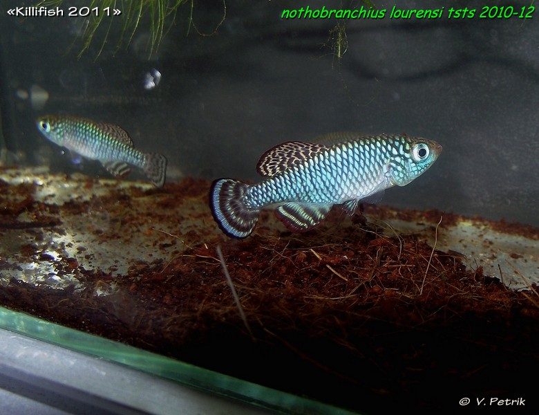 Nothobranchius lourensi TSTS 2010-12