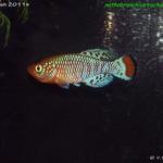 Nothobranchius rachovii red