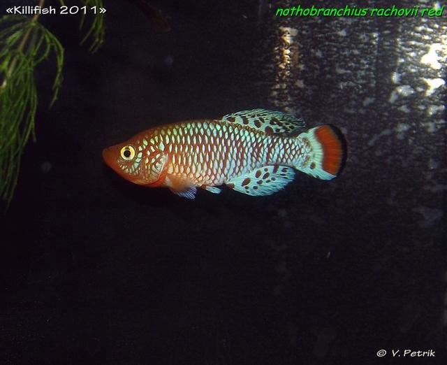 Nothobranchius rachovii red