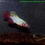 Nothobranchius rubripinnis TAN RB 05 Kiziko