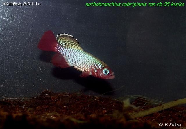 Nothobranchius rubripinnis TAN RB 05 Kiziko