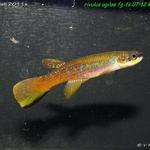 Rivulus agilae FG-FS 07-12 Kourou