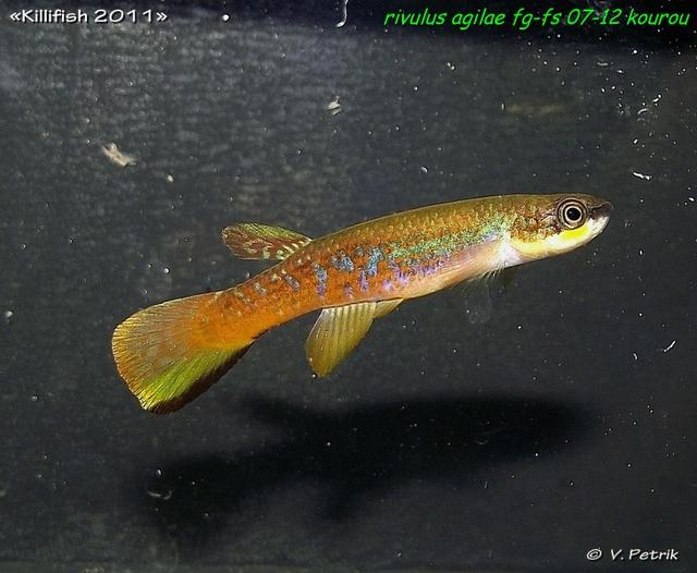 Rivulus agilae FG-FS 07-12 Kourou