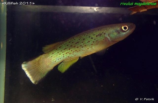 Rivulus magdalenae