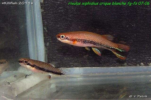 Rivulus xiphidius Crique Blanche FG-FS 07-06