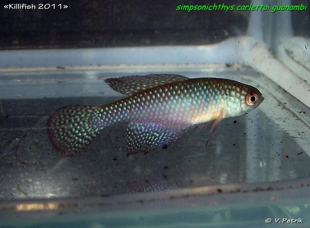 Simpsonichthys carlettoi Guanambi