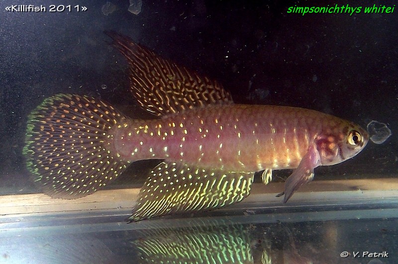 Simpsonichthys whitei