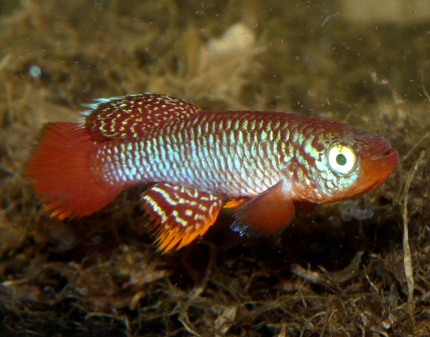 N.flammicomantis Kisaki TAN 1995-05. (2)