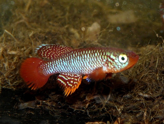 N.flammicomantis Kisaki TAN 1995-05.