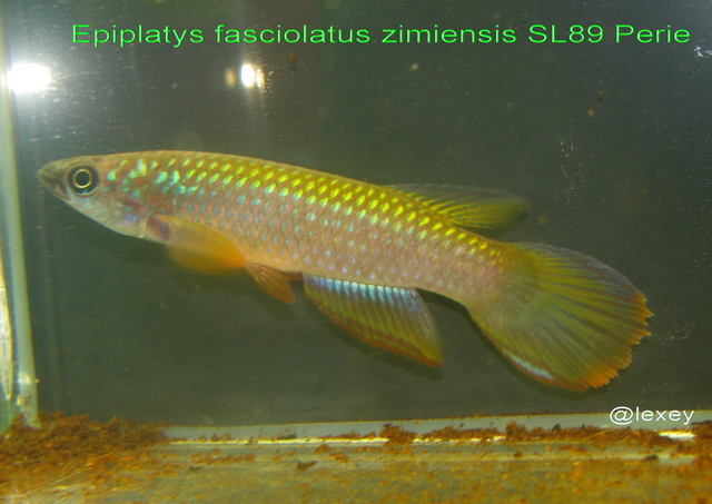 Epiplatys fasciolatus zimiensis SL89 Perie