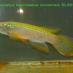 Epiplatys fasciolatus zimiensis SL89 Perie