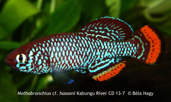 Nothobranchius cf. hassoni Kabungu River CD 13-7.jpg