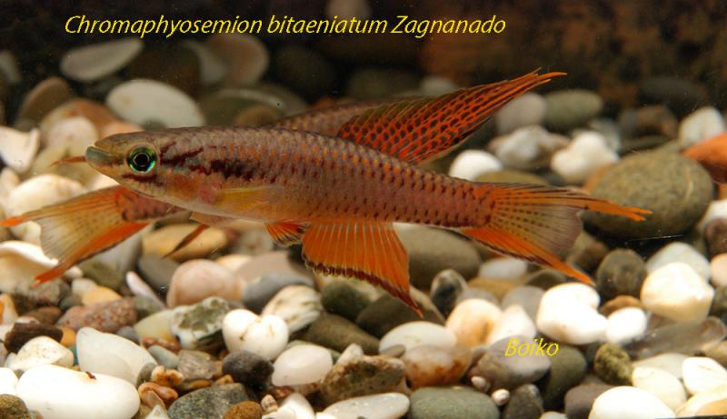 Chromaphyosemion bitaeniatum Zagnanado_Boiko.jpg