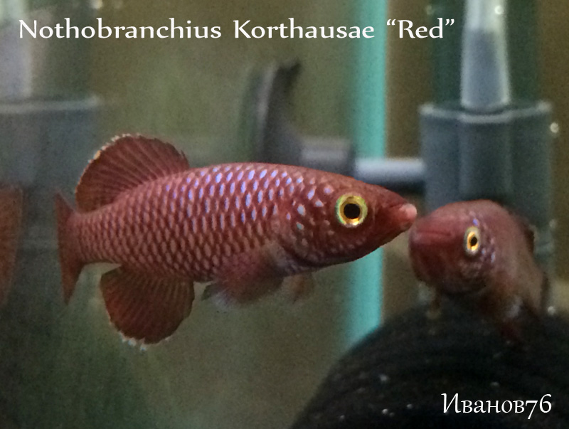 Nothobranchius Korthausae Red.jpg