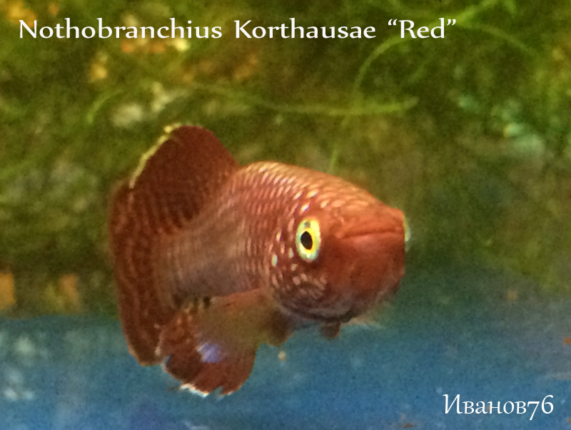 Nothobranchius Korthausae Red2.jpg